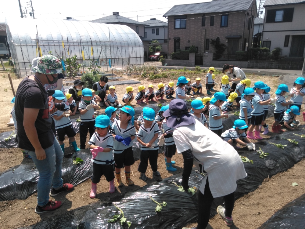 芋の苗植え 名古屋市緑区の一人ひとりの個性を育てる幼保連携型認定こども園 春華しろつち保育園